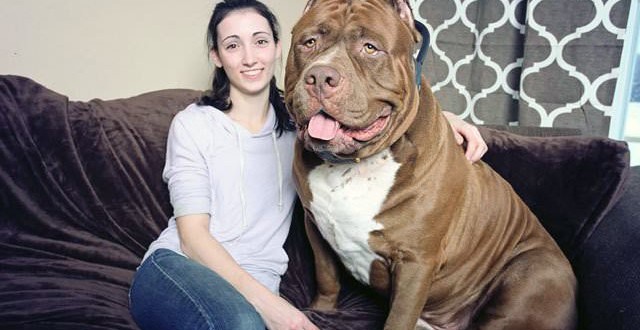 Hulk Pit Bull World’s largest pit bull might also be the world’s sweetest (Video) Hulk Pit Bull World’s largest pit bull might also be the world’s sweetest (Video)