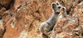 Ili Pika Seen After 20 Years : Scientists locate extremely endangered rare mammal in China