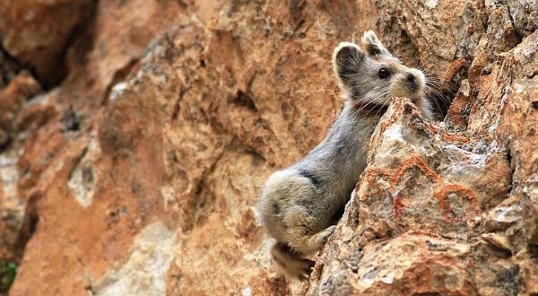Ili Pika Seen After 20 Years : Scientists locate extremely endangered rare mammal in China