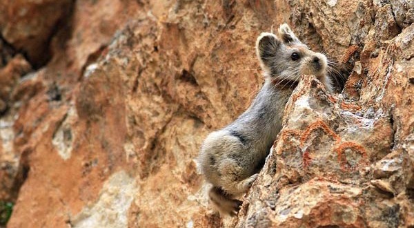 Ili Pika Seen After 20 Years : Scientists locate extremely endangered rare mammal in China