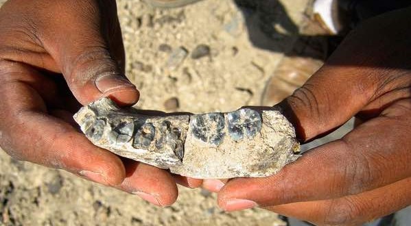 Jawbone found : 2.8 Million-Year Ethiopian Fossil Redraws Human Evolution