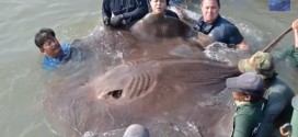Jeff Corwin catches Giant stingray (Video)