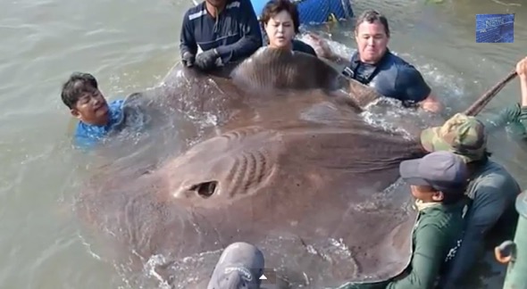 Jeff Corwin catches Giant stingray (Video)