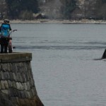 Killer whales enter Vancouver's Burrard Inlet (Video)