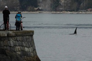 Killer whales enter Vancouver's Burrard Inlet (Video)