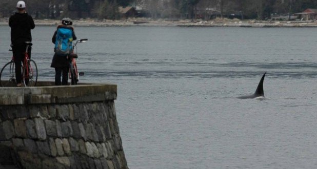 Killer whales enter Vancouver’s Burrard Inlet (Video)