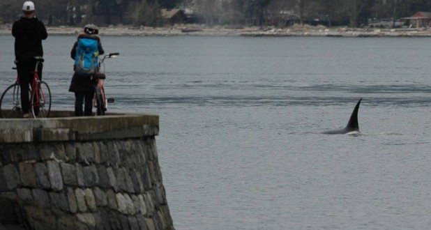 Killer whales enter Vancouver's Burrard Inlet (Video)