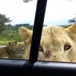 Lion Opens Car Door Terrifying Family! (Viral video)