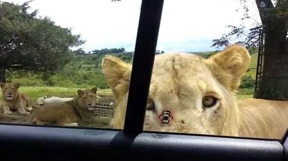 Lion Opens Car Door Terrifying Family! (Viral video)
