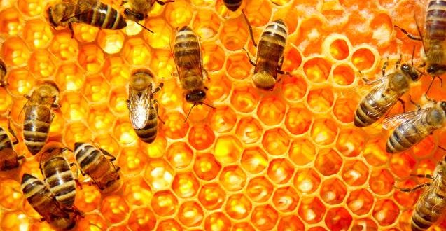 New KPU beekeeping program creates a buzz, Report