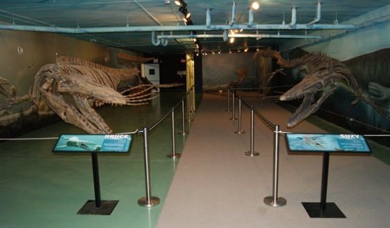 New mosasaur fossil gets companion display at Manitoba museum