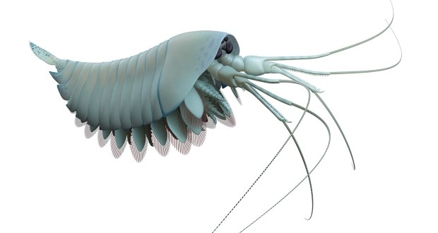 Researchers Unearth Ancient Lobster-Like Creature