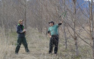 Researchers uncover cause of tree-killing fungus