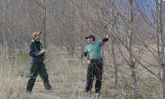 Researchers uncover cause of tree-killing fungus