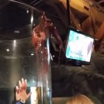 Seattle Aquarium : Octopus tries to escape tank, scares the crap out of some kids (Video)
