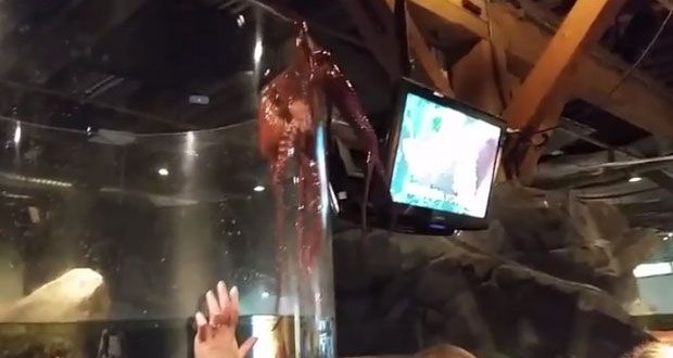 Seattle Aquarium : Octopus tries to escape tank, scares the crap out of some kids (Video)