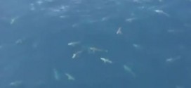 Sharks in Feeding Frenzy off Louisiana coast (Video)