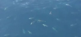 Sharks in Feeding Frenzy off Louisiana coast (Video)