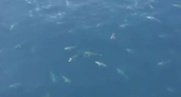 Sharks in Feeding Frenzy off Louisiana coast (Video)