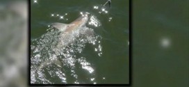 Sharks spotted near Jacksonville Beach pier in florida