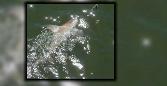 Sharks spotted near Jacksonville Beach pier in florida