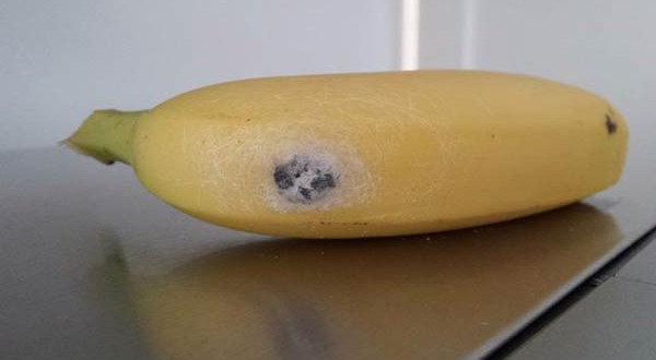 Spiders On Bananas : Woman Finds Deadly, Erection-Inducing Creature In Her Bananas