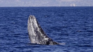 Tourist Killed By Whale : Canadian Jennifer Carren dies after whale jumps onto boat