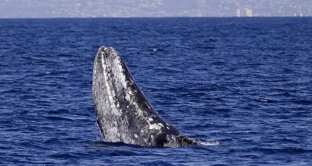 Tourist Killed By Whale Canadian Jennifer Carren dies after whale jumps onto boat Tourist Killed By Whale Canadian Jennifer Carren dies after whale jumps onto boat