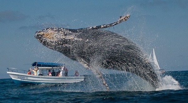 Tourist Killed By Whale : Canadian Jennifer Carren dies after whale jumps onto boat