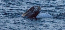 'Whale with no tail' spotted swimming (Video)