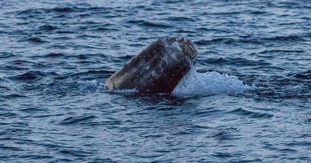 ‘Whale with no tail’ spotted swimming (Video)