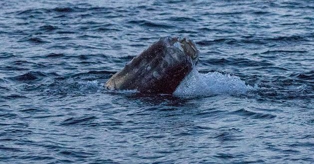 'Whale with no tail' spotted swimming (Video)