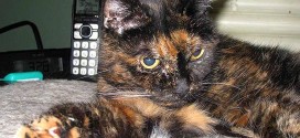 World's Oldest Cat Currently Living Turns 27 (Video)