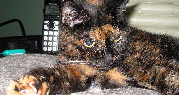 World’s Oldest Cat Currently Living Turns 27 (Video)