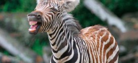 Zebra Attacks Man In White County, Report
