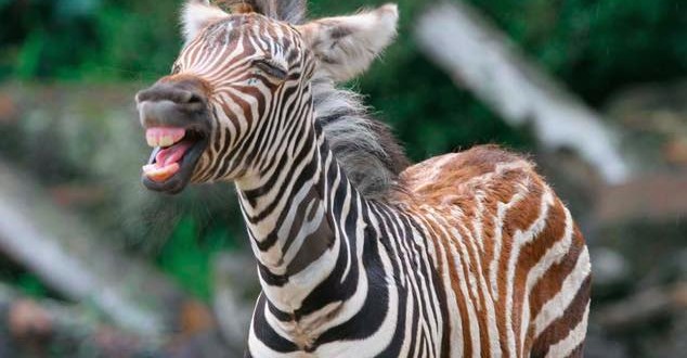 Zebra Attacks Man In White County, Report