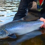 Atlantic Salmon Federation Concerned Government Didn't Notify Public Of Virus, Report