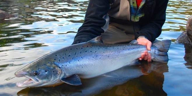 Atlantic Salmon Federation Concerned Government Didn’t Notify Public Of Virus, Report