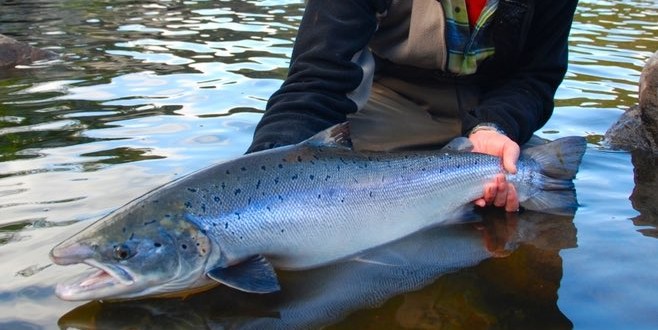 Atlantic Salmon Federation Concerned Government Didn't Notify Public Of Virus, Report