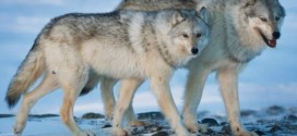 BC government Completes Wolf Cull, 84 Killed