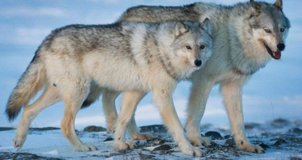 BC government Completes Wolf Cull, 84 Killed