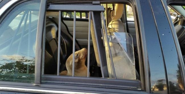 Baby seal ‘detained’ by police in San Diego (Photo)