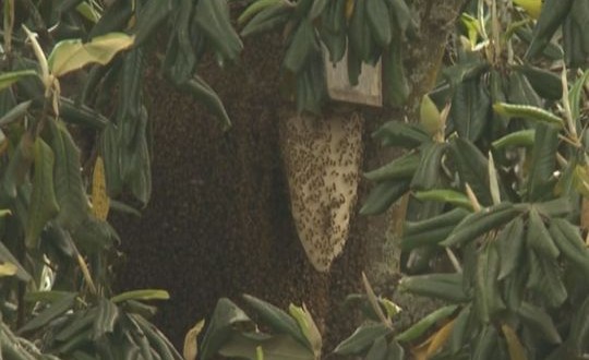 Bee Attack in Pasco, 3 Men Hospitalized After Trying To Steal Honey From Wild Hive