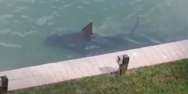 Bull Shark Spotted Swimming Close to Florida Condos (Video)