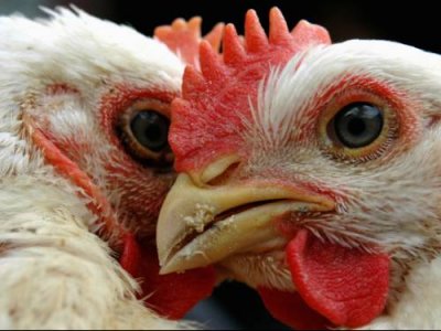 Canada expands poultry ban after more avian flu cases in US states, Report
