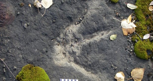 ‘Dinosaur Autobahn’ discovered in northern British Columbia