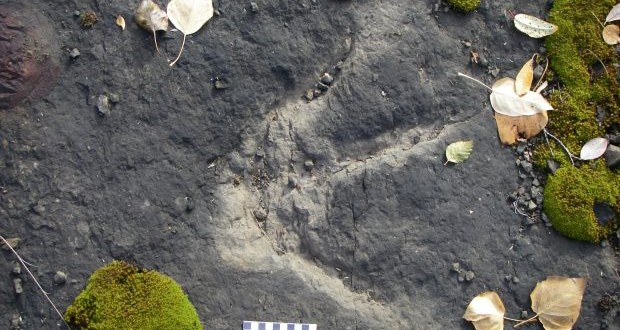 'Dinosaur Autobahn' discovered in northern British Columbia