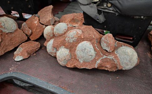 Dinosaur eggs found by Chinese road construction crew (Video)