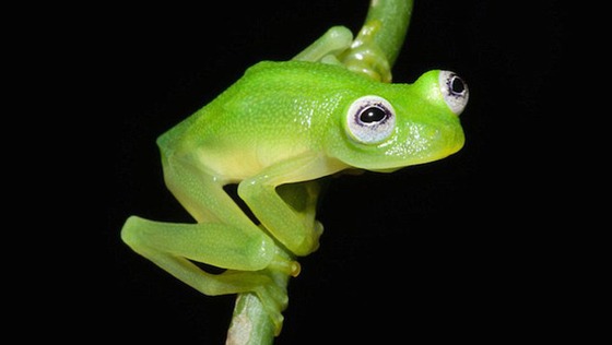 Frog Species Looks Like Kermit : New Glass Frog Species Discovered in Costa Rica (Video)