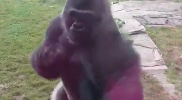 Gorilla cracks glass at zoo and terrifies young family (Video)